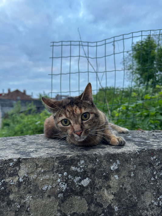 4 idées reçues sur les chats errants
