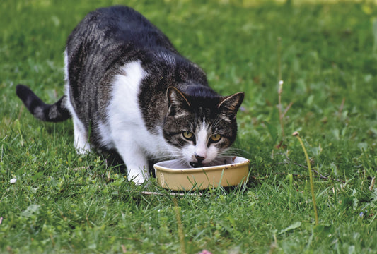 Que mangent les chats errants ?